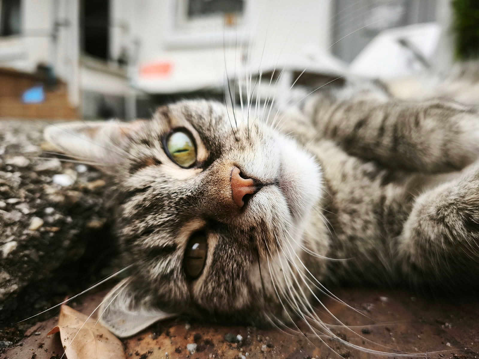 Valerie Ziegler participe au concours pour gagner de l'argent avec cette photo : animal, calm, cat, close_up, domestic, eye, fur, ground, leaf, lying_down, mammal, nature, nose, outdoor, pet, relaxed, sleepy, stone, tabby, whiskers