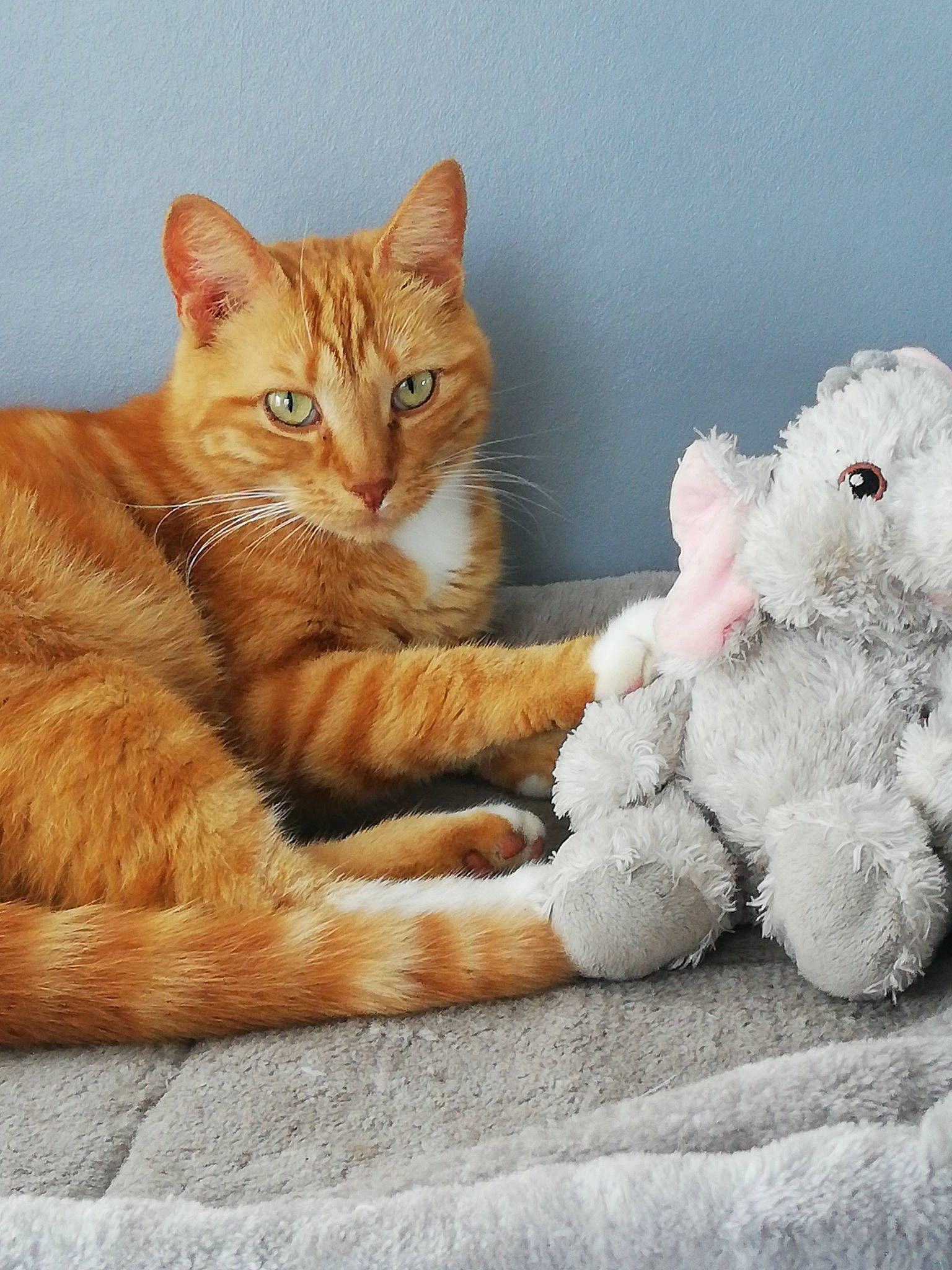 Didier a rejoint le concours — aidez-le/la à gagner de superbes lots ! art, carnivore, cat, cat_supply, claw, comfort, domestic_short_haired_cat, fawn, felidae, foot, fur, gesture, paw, small_to_medium_sized_cats, snout, stuffed_toy, tail, toy, vertebrate, whiskers