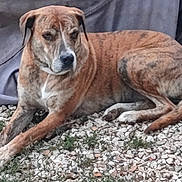 Sherkane participe au concours pour gagner de l'argent avec cette photo : animal, backyard, black_nose, brindle_dog, brown_coat, canine, dog, floppy_ears, gravel, large_dog, long_legs, lying_down, natural_light, outdoor, patio, pet, portrait, relaxed, striped_coat, white_chest