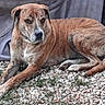 animal, backyard, black_nose, brindle_dog, brown_coat, canine, dog, floppy_ears, gravel, large_dog, long_legs, lying_down, natural_light, outdoor, patio, pet, portrait, relaxed, striped_coat, white_chest