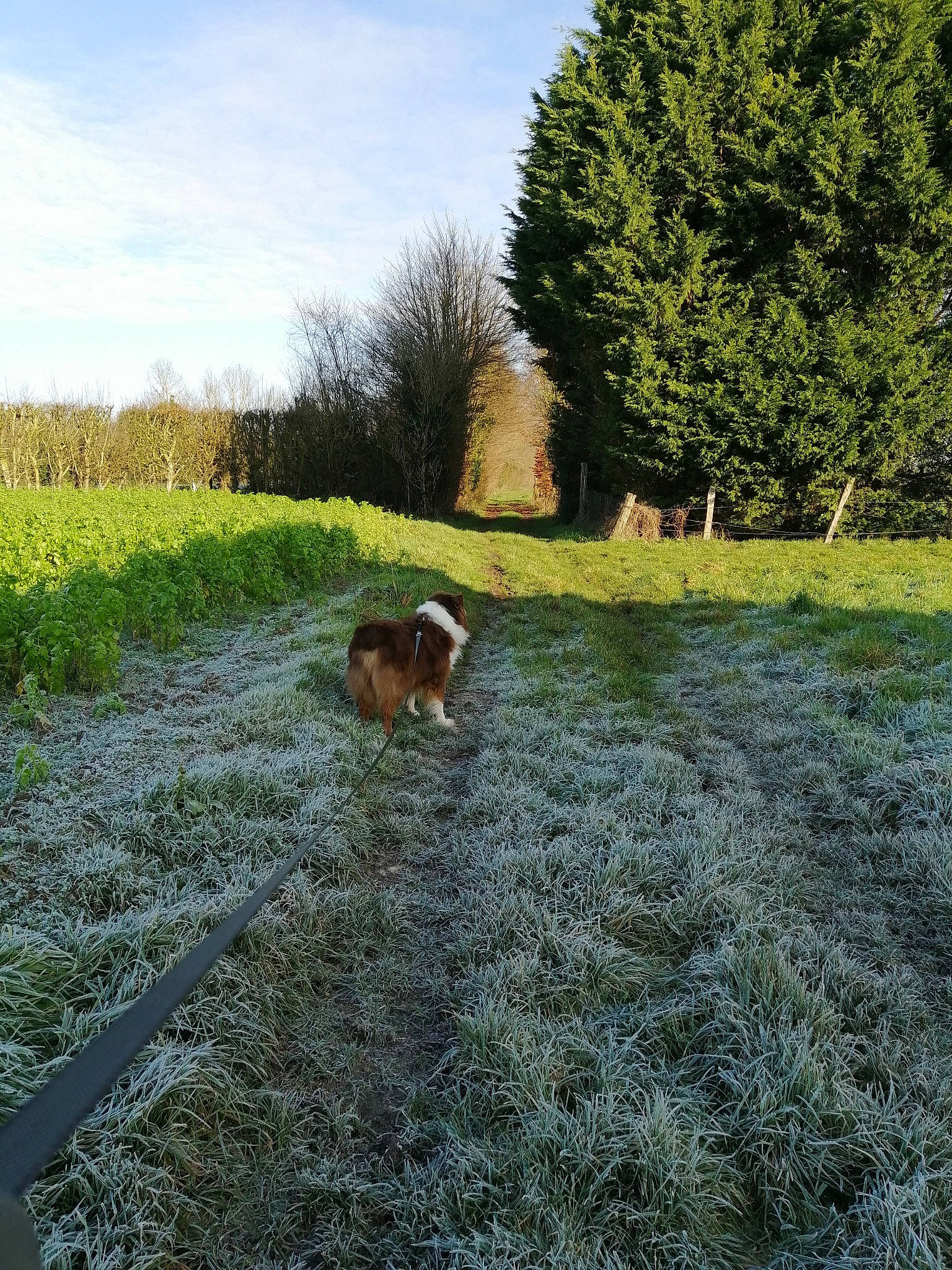 Inouk participe au concours pour gagner de l'argent avec cette photo : agriculture, canidae, carnivore, companion_dog, dog, dog_breed, field, grass, grass_family, grassland, groundcover, herding_dog, land_lot, lawn, mammal, meadow, pasture, prairie, shrub, sporting_group