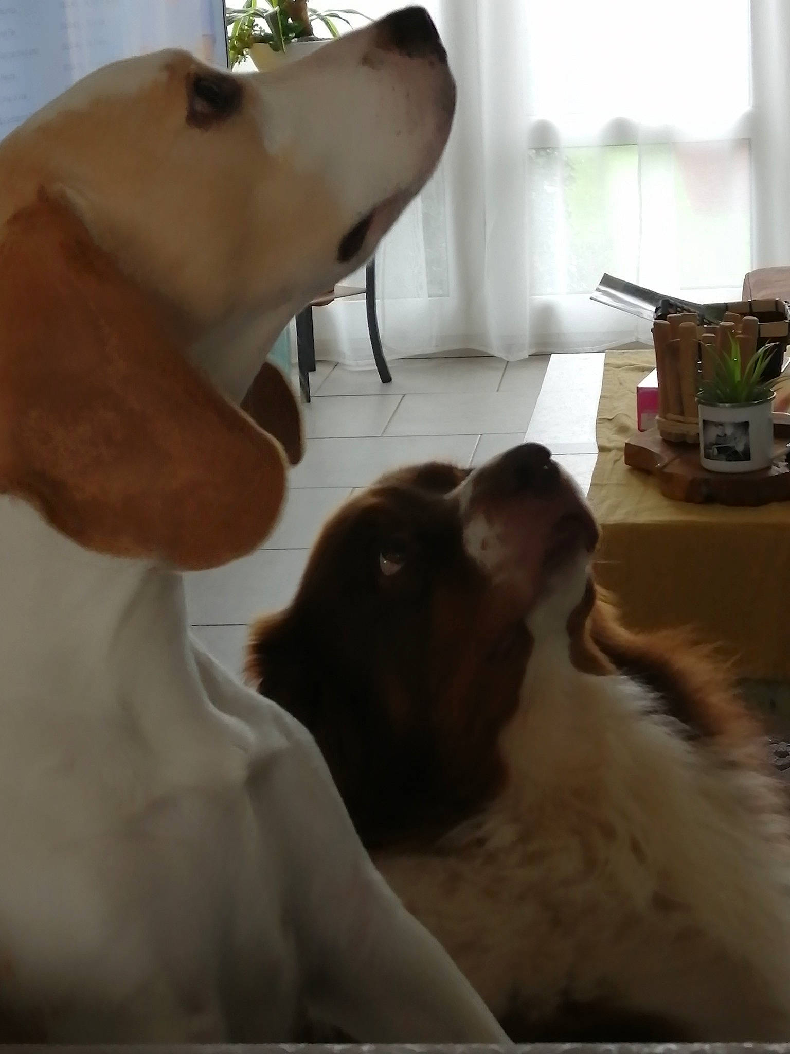 Inouk a rejoint le concours — aidez-le/la à gagner de superbes lots ! brown, canidae, carnivore, companion_dog, dog, dog_breed, fawn, liver, non_sporting_group, snout, sporting_group, vertebrate, working_animal, working_dog