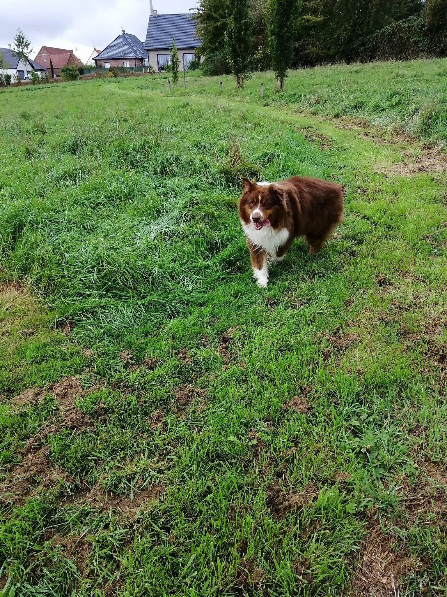 Inouk a rejoint le concours — aidez-le/la à gagner de superbes lots ! carnivore, cat, felidae, field, fur, grass, grass_family, grassland, groundcover, land_lot, lawn, liver, meadow, pasture, prairie, rural_area, small_to_medium_sized_cats, tail, whiskers, yard