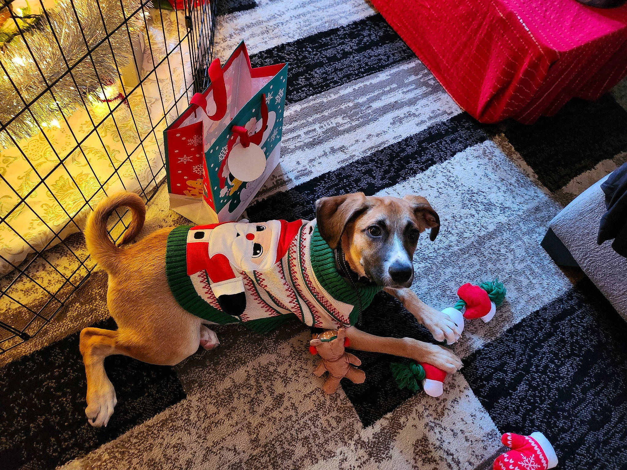 Autumn is registered to the contest to win money with this photo: art, bag, canidae, carnivore, collar, companion_dog, dog, dog_breed, dog_clothes, dog_collar, dog_supply, fashion_accessory, fawn, flooring, leash, pet_supply, snout, sporting_group, toy_dog, working_animal