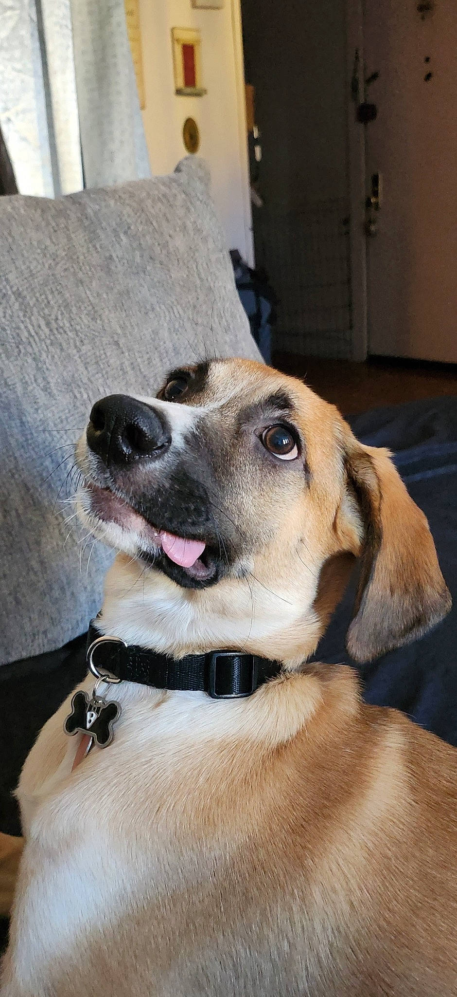 Autumn joined the competition — help win amazing prizes! canidae, carnivore, collar, companion_dog, dog, dog_breed, dog_collar, dog_supply, door, fawn, fur, giant_dog_breed, guard_dog, paw, pet_supply, snout, sporting_group, whiskers, working_animal, working_dog