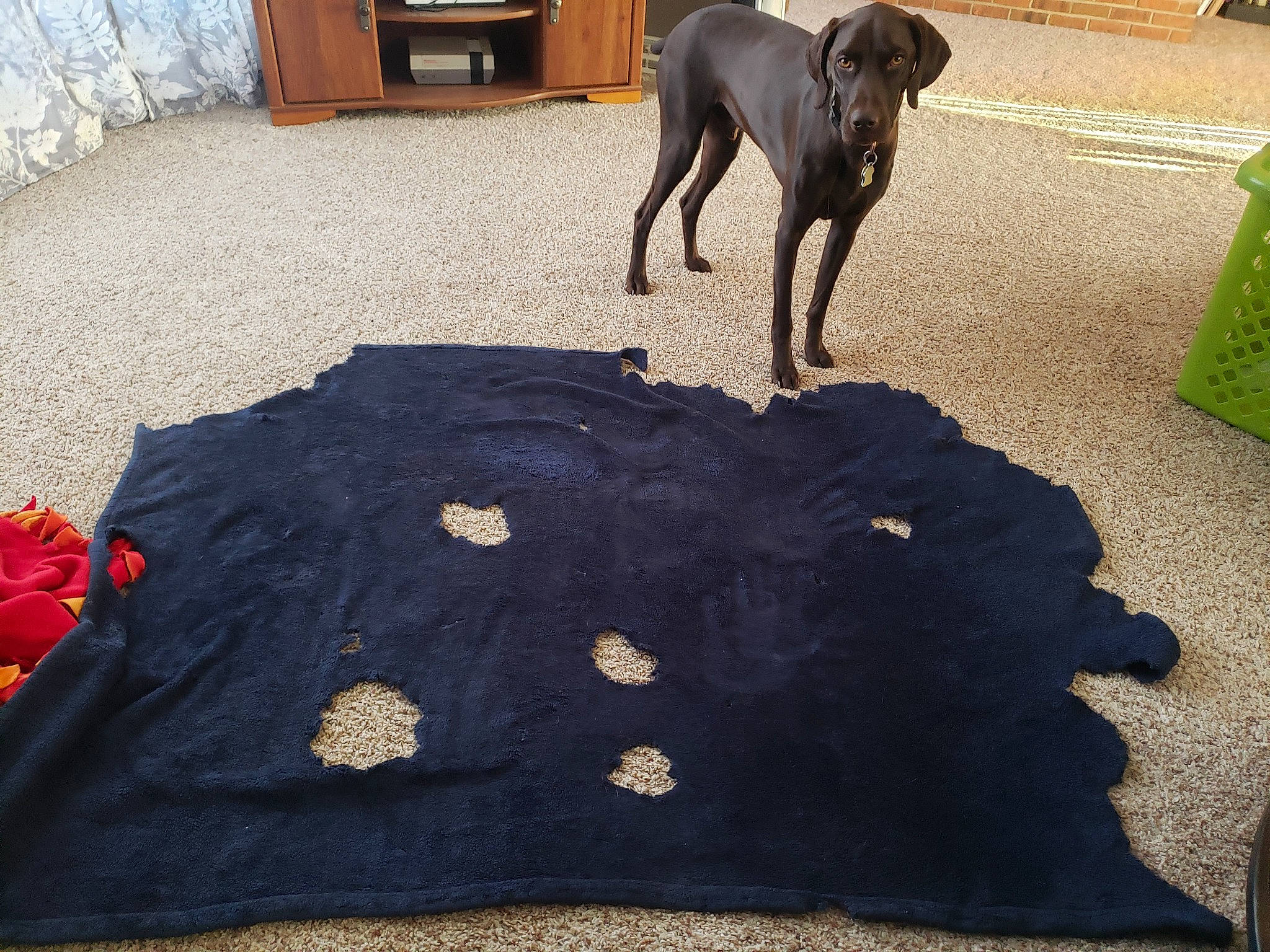 Granger joined the competition — help win amazing prizes! black, blue, companion_dog, dog, dog_breed, fawn, floor, flooring, grass, hardwood, linens, liver, luggage_and_bags, pattern, shadow, t_shirt, tail, vertebrate, wood, working_animal