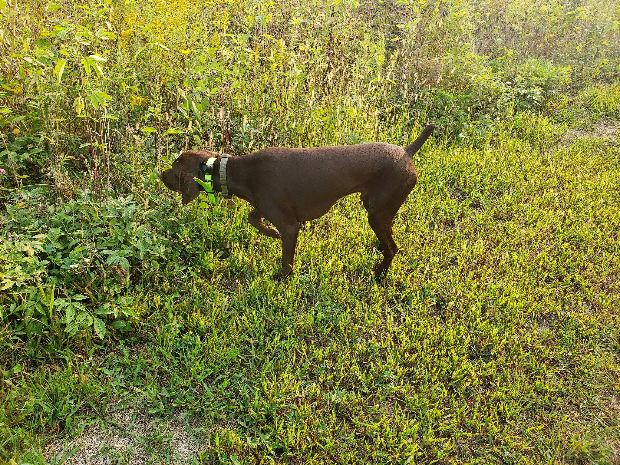 Granger is registered to the contest to win money with this photo: canidae, carnivore, dog, dog_breed, fawn, field, grass, grassland, groundcover, gun_dog, natural_landscape, pasture, plant, shrub, shrubland, sporting_group, tail, terrestrial_animal, wildlife, working_animal