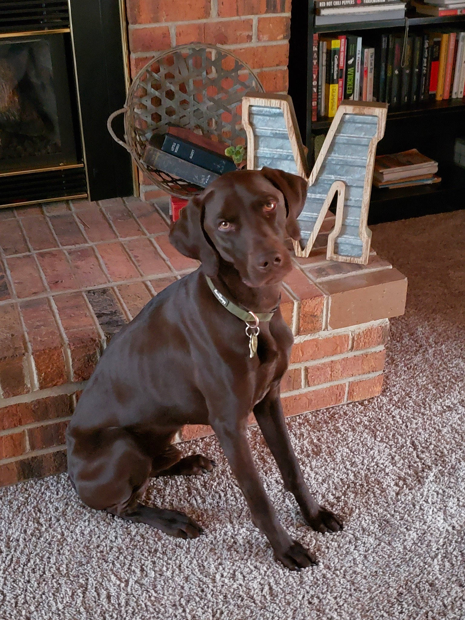 Granger is registered to the contest to win money with this photo: blue_lacy, canidae, carnivore, companion_dog, dog, dog_breed, dog_collar, fawn, german_shorthaired_pointer, hunting_dog, liver, mammal, pointer, pointing_breed, rare_breed_dog, snout, sporting_group, tail, vizsla, weimaraner