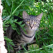Pretzel is registered to the contest to win money with this photo: abyssinian, angora, animal, cat, egyptiancat, field, grass, grassland, green, herbal, herbs, jungle, kitten, manx, nature, ocelot, outdoors, pet, plant, vegetation