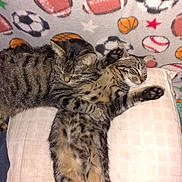 Bubbadabub joined the competition — help win amazing prizes! americanfootball, americanfootballball, animal, ball, bed, blanket, cat, couch, cushion, egyptiancat, football, furniture, homedecor, kitten, manx, ocelot, person, pet, sleeping, sport