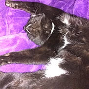 Mo'Max is registered to the contest to win money with this photo: animal, bed, blackcat, blanket, cat, chair, couch, cushion, furniture, homedecor, kitten, linen, manx, person, pet, purple, quilt, sleeping, towel, velvet