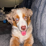 Nike is registered to the contest to win money with this photo: adorable, animal, blue_eyes, couch, cute, dog, ears, fluffy, fur, gray, home, indoor, lamp, living_room, nose, pet, puppy, relaxed, tongue_out, young