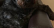 Dandy joined the competition — help win amazing prizes! dog, black_dog, pet, leather_chair, indoor, animal, fur, mammal, relaxed, sitting, cute, companion, portrait, furry, home, domestic, canine, resting, looking, attention