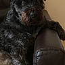 dog, black_dog, pet, leather_chair, indoor, animal, fur, mammal, relaxed, sitting, cute, companion, portrait, furry, home, domestic, canine, resting, looking, attention