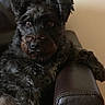Dandy is registered to the contest to win money with this photo: dog, black_dog, pet, indoor, armchair, leather, furniture, curious, relaxed, fluffy, fur, animal, companion, portrait, home, cozy, sitting, face, looking, cute
