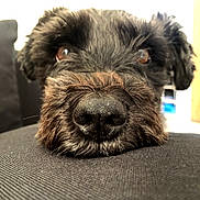 Dandy is registered to the contest to win money with this photo: dog, close_up, black_fur, nose, snout, eyes, pet, animal, fur, indoor, resting, texture, curious, mischievous, face, canine, portrait, soft_light, couch, relaxing