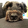 dog, close_up, black_fur, nose, snout, eyes, pet, animal, fur, indoor, resting, texture, curious, mischievous, face, canine, portrait, soft_light, couch, relaxing