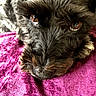 Dandy joined the competition — help win amazing prizes! dog, close_up, fur, black_fur, brown_eyes, pet, resting, purple_fabric, texture, animal, snout, whiskers, soft, indoor, cute, companion, relaxed, face, portrait, cozy