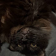 Night is registered to the contest to win money with this photo: animal, black_cat, blanket, cat, closeup, cozy, cute, eyes, fang, feline, fluffy, fur, indoors, lying_down, pet, playful, resting, soft, upside_down, whiskers