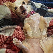 Princess joined the competition — help win amazing prizes! chihuahua, dog, puppy, small_dog, animal, pet, lying_down, belly_up, open_mouth, large_eyes, pointed_ears, pink_collar, white_fur, tan_fur, fluffy, blanket, plaid, indoors, close_up, cute