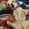 chihuahua, dog, puppy, small_dog, animal, pet, lying_down, belly_up, open_mouth, large_eyes, pointed_ears, pink_collar, white_fur, tan_fur, fluffy, blanket, plaid, indoors, close_up, cute
