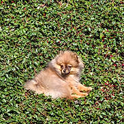 Kanel participe au concours pour gagner de l'argent avec cette photo : dog, puppy, pomeranian, fluffy, greenery, leaves, berries, outdoor, nature, animal, pet, fur, small_dog, sitting, relaxed, sunlight, bush, cute, adorable, wildlife