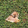 adorable, animal, berries, bush, cute, dog, fluffy, fur, greenery, leaves, nature, outdoor, pet, pomeranian, puppy, relaxed, sitting, small_dog, sunlight, wildlife