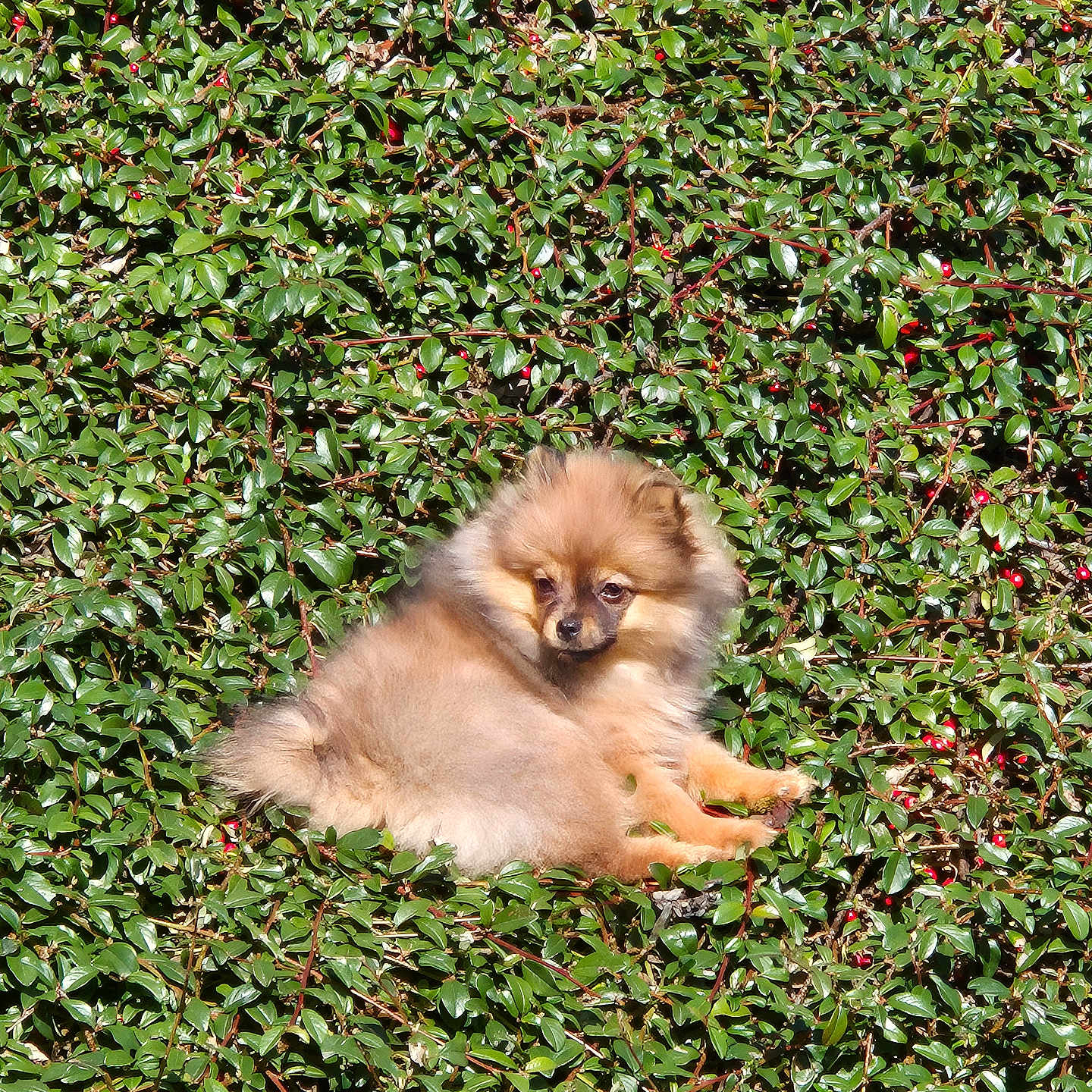 Kanel participe au concours pour gagner de l'argent avec cette photo : dog, puppy, pomeranian, fluffy, greenery, leaves, berries, outdoor, nature, animal, pet, fur, small_dog, sitting, relaxed, sunlight, bush, cute, adorable, wildlife