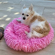 Kenza participe au concours pour gagner de l'argent avec cette photo : animal, canine, cat, clothing, cockerspaniel, dog, dogbed, eskimodog, footwear, homedecor, kitten, livestock, papillon, pet, poodle, puppy, sheep, shoe, terrier, whitedog