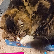 Gracie joined the competition — help win amazing prizes! cat, tabby, sleeping, box, blue_box, fur, pet, animal, cozy, carpet, white_paw, indoor, resting, cute, fluffy, whiskers, domestic_cat, feline, relaxed, curled_up