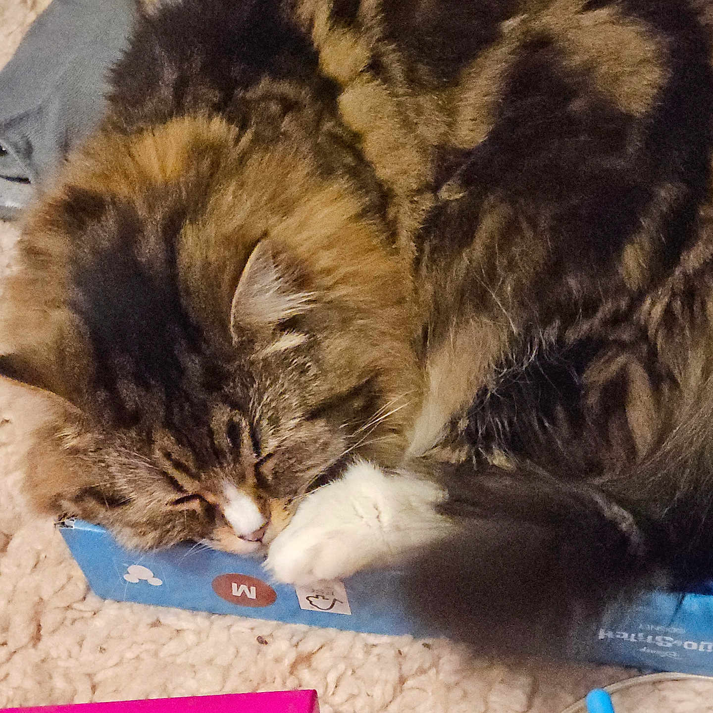 Gracie joined the competition — help win amazing prizes! animal, blue_box, box, carpet, cat, cozy, curled_up, cute, domestic_cat, feline, fluffy, fur, indoor, pet, relaxed, resting, sleeping, tabby, whiskers, white_paw
