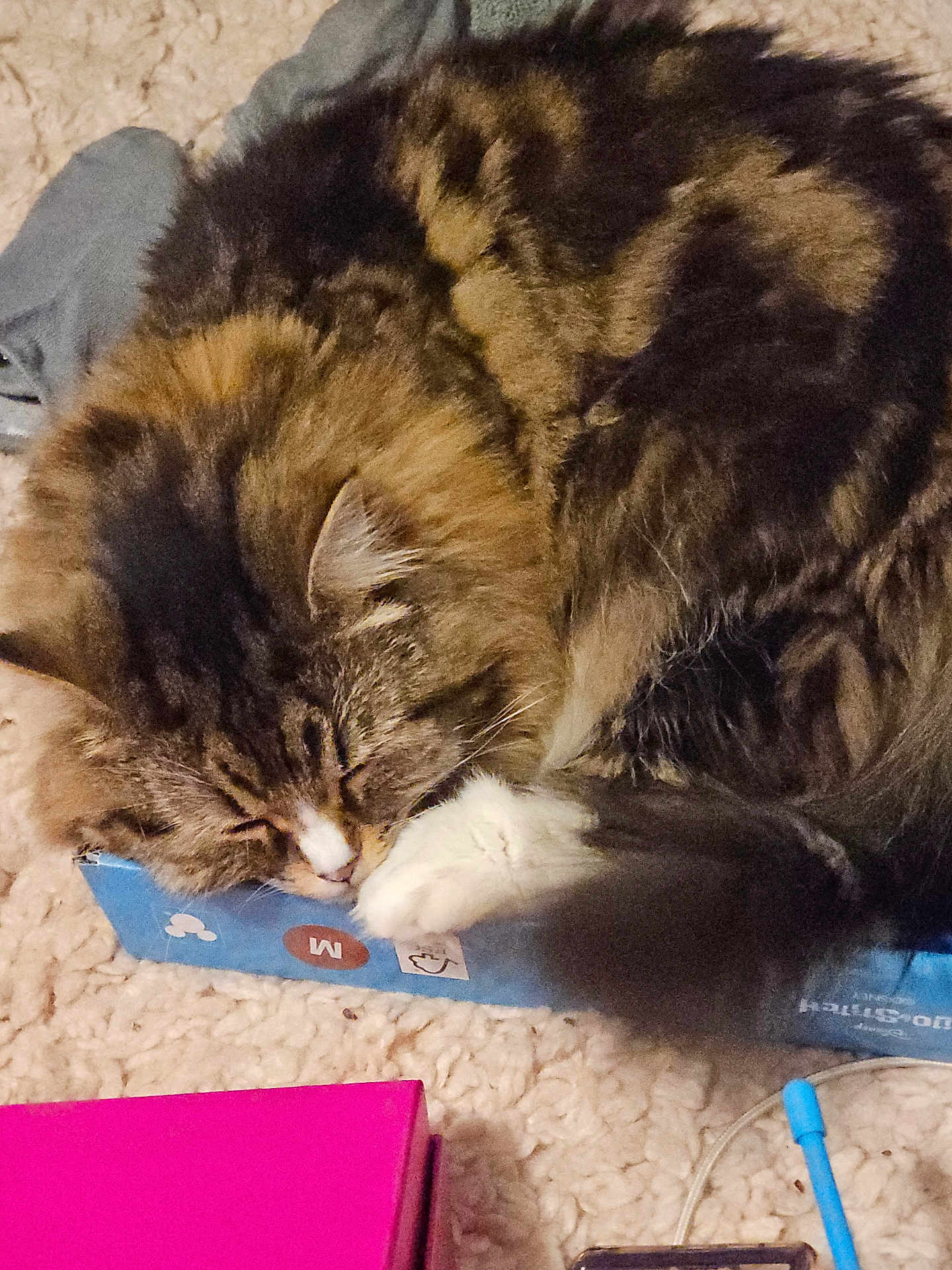 Gracie