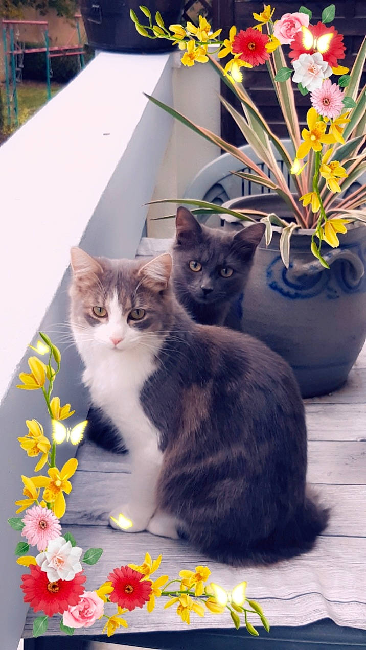 Saya Hana a rejoint le concours — aidez-le/la à gagner de superbes lots ! carnivore, cat, domestic_short_haired_cat, felidae, flower, flower_arranging, flowerpot, fur, houseplant, petal, photograph, plant, publication, small_to_medium_sized_cats, snapshot, tail, textile, vertebrate, whiskers, window