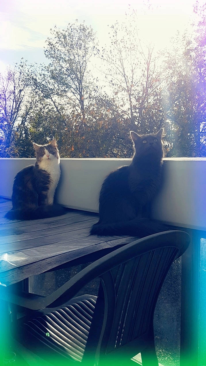 Saya Hana participe au concours pour gagner de l'argent avec cette photo : azure, blue, carnivore, cat, felidae, flowerpot, grass, grey, interior_design, light, mammal, outdoor_furniture, plant, sky, small_to_medium_sized_cats, sunlight, tree, vertebrate, window, wood