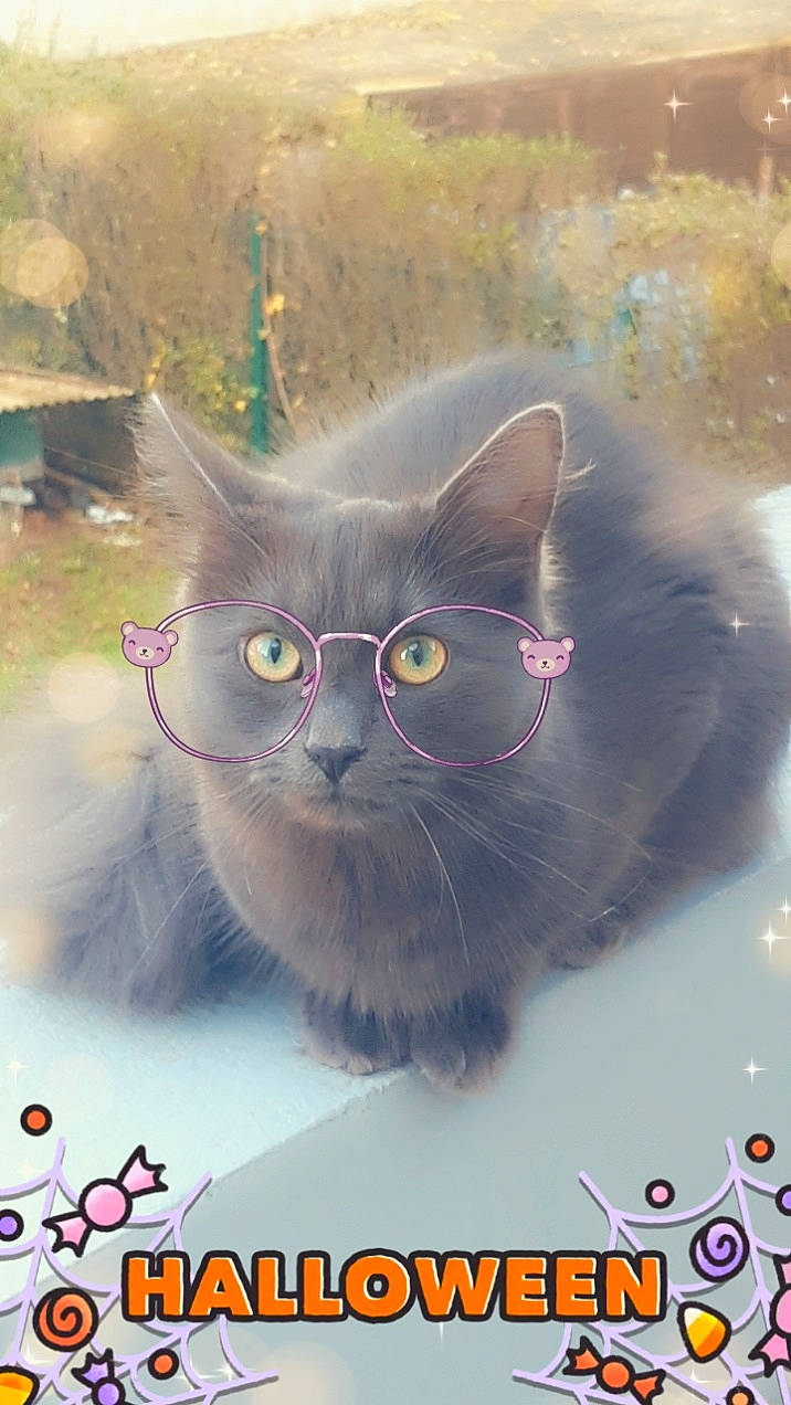 Saya Hana a rejoint le concours — aidez-le/la à gagner de superbes lots ! carnivore, cat, felidae, font, fur, graphics, grass, illustration, internet_meme, organism, photo_caption, plant, small_to_medium_sized_cats, snout, tail, terrestrial_animal, whiskers