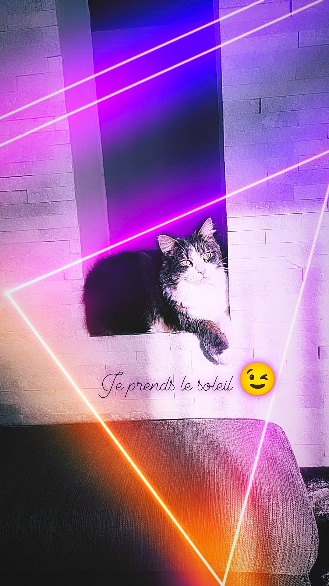 Hana a rejoint le concours — aidez-le/la à gagner de superbes lots ! carnivore, cat, darkness, design, electric_blue, event, felidae, font, graphics, light, line, magenta, neon, purple, rectangle, small_to_medium_sized_cats, space, technology, violet, whiskers