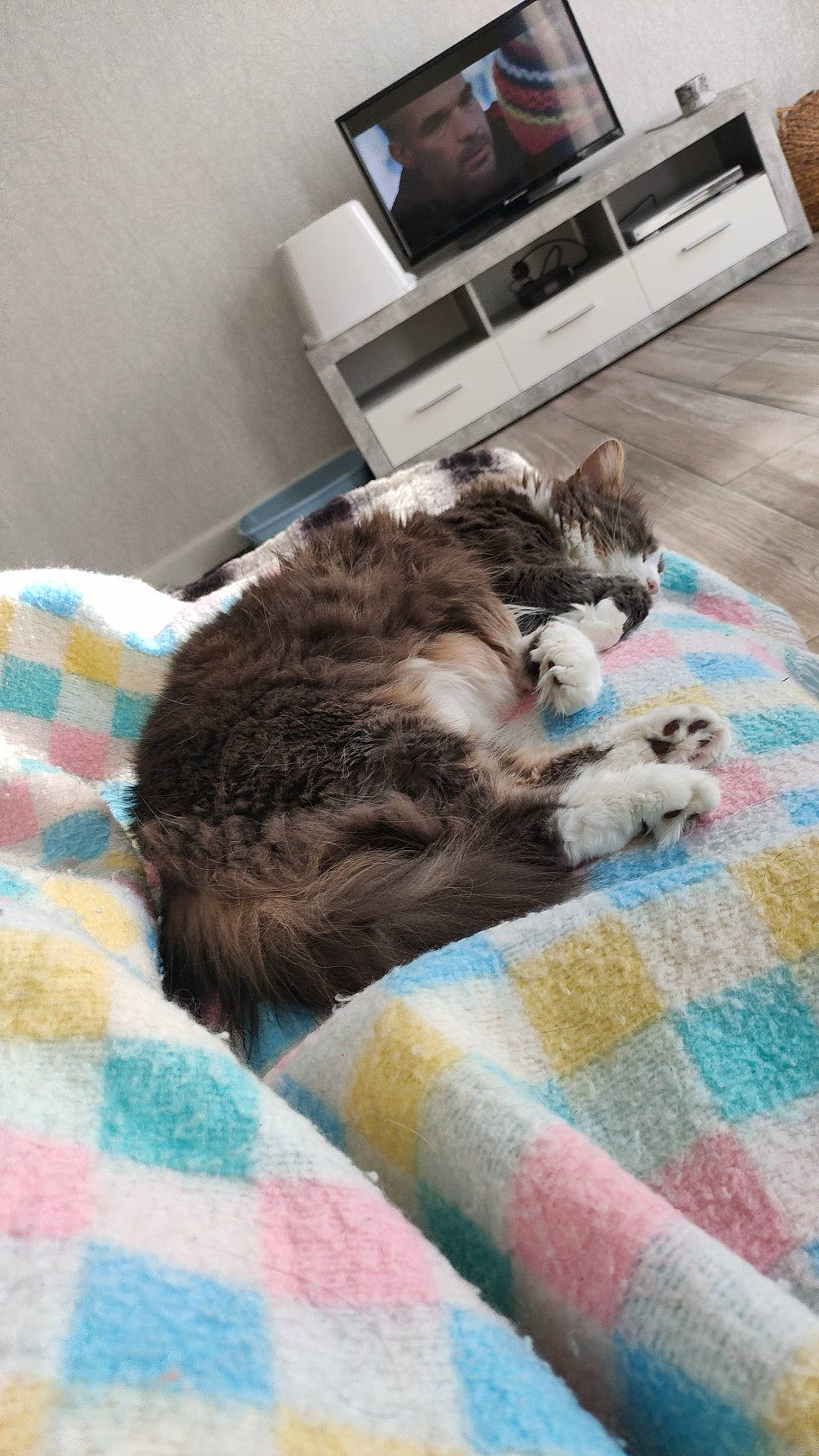 Hana participe au concours pour gagner de l'argent avec cette photo : carnivore, cat, comfort, dog_breed, domestic_short_haired_cat, felidae, flooring, fur, grey, hardwood, home_appliance, kitchen_appliance, living_room, microwave_oven, pattern, room, small_to_medium_sized_cats, tail, television, whiskers