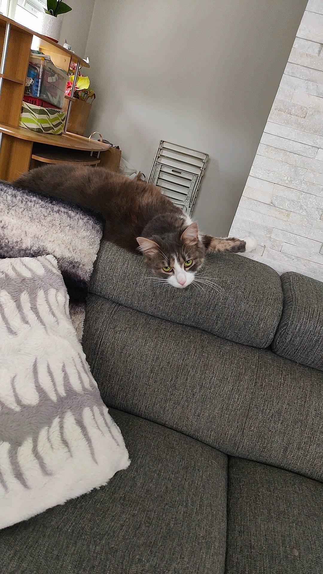 Hana participe au concours pour gagner de l'argent avec cette photo : brown, carnivore, cat, comfort, couch, felidae, floor, flooring, grey, hardwood, interior_design, linens, living_room, pillow, room, small_to_medium_sized_cats, studio_couch, textile, whiskers, wood