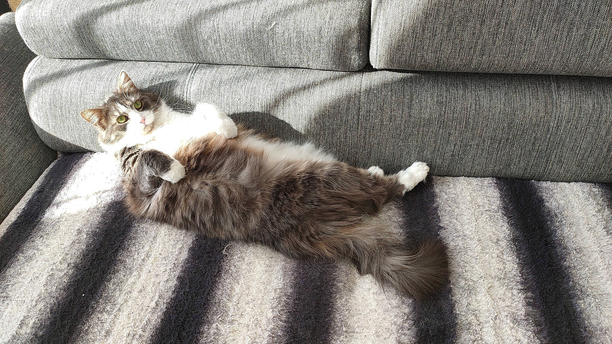 Hana a rejoint le concours — aidez-le/la à gagner de superbes lots ! carnivore, cat, claw, comfort, couch, domestic_short_haired_cat, felidae, flooring, fur, grey, hardwood, paw, small_to_medium_sized_cats, tail, terrestrial_animal, whiskers, wood