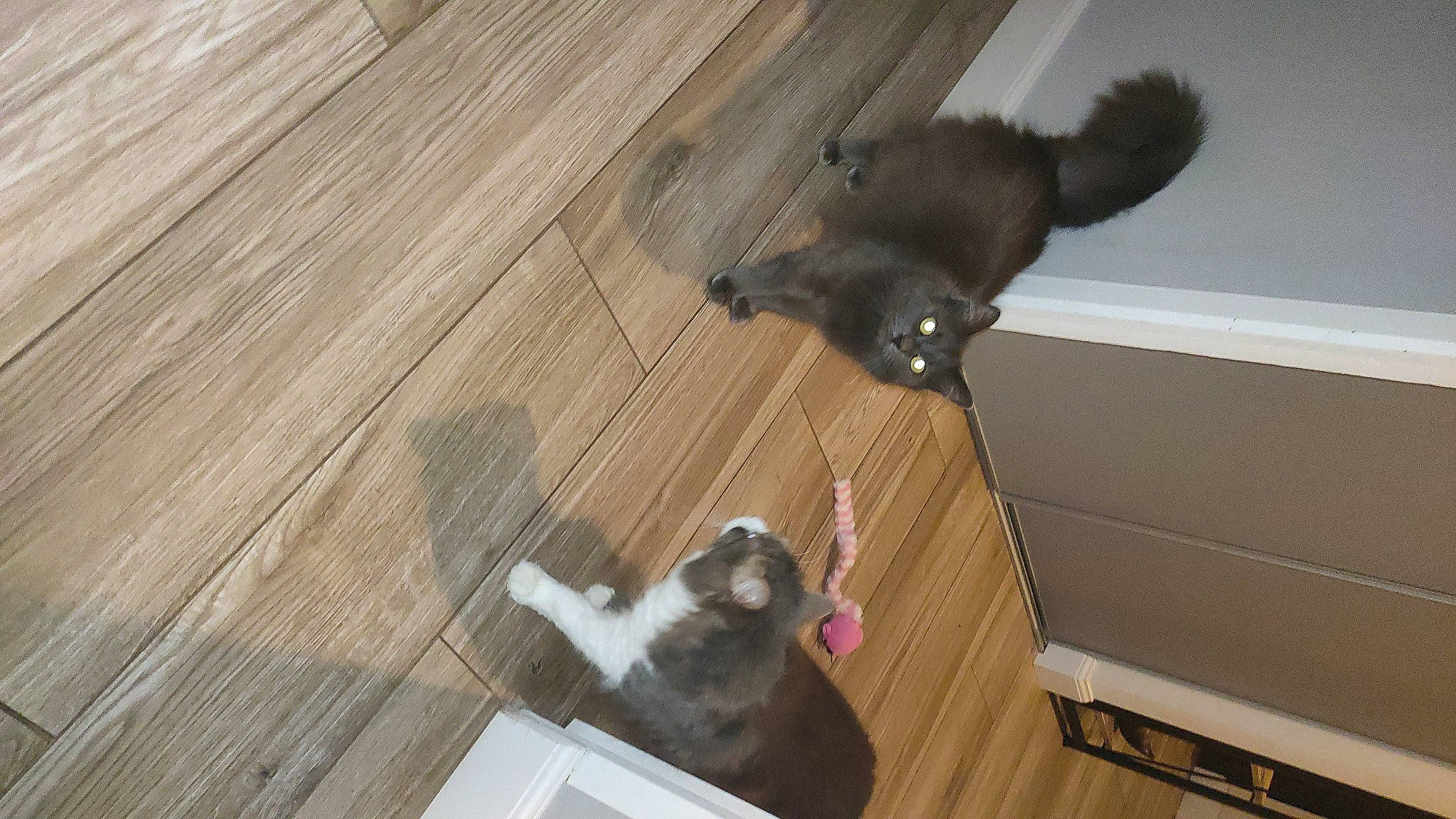 Hana a rejoint le concours — aidez-le/la à gagner de superbes lots ! brown, canidae, carnivore, cat, companion_dog, dog_breed, fawn, felidae, floor, flooring, hardwood, laminate_flooring, plank, plywood, small_to_medium_sized_cats, tail, whiskers, wood, wood_flooring, wood_stain