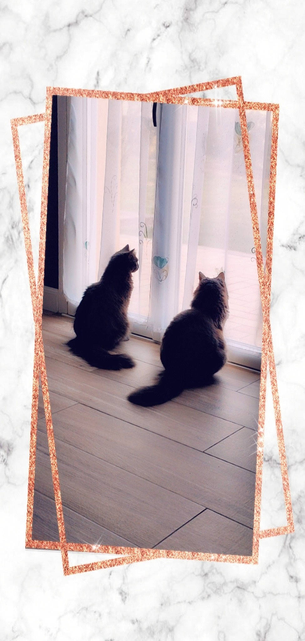 Saya participe au concours pour gagner de l'argent avec cette photo : black_cat, carnivore, cat, curtain, domestic_short_haired_cat, felidae, flooring, fur, grey, pattern, rectangle, room, shade, shadow, small_to_medium_sized_cats, tail, tints_and_shades, whiskers, window, wood