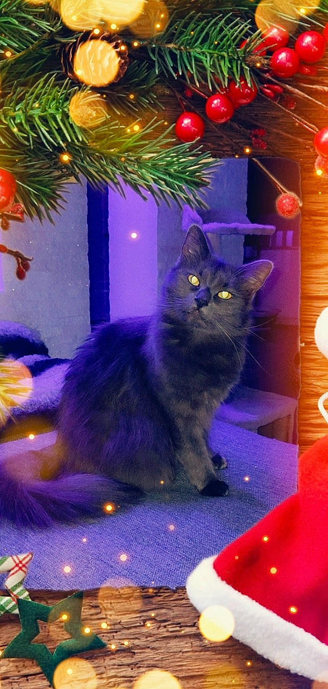 Saya participe au concours pour gagner de l'argent avec cette photo : blue, carnivore, cat, christmas, christmas_decoration, christmas_ornament, christmas_tree, electric_blue, event, felidae, holiday, holiday_ornament, light, lighting, magenta, ornament, plant, purple, small_to_medium_sized_cats, whiskers