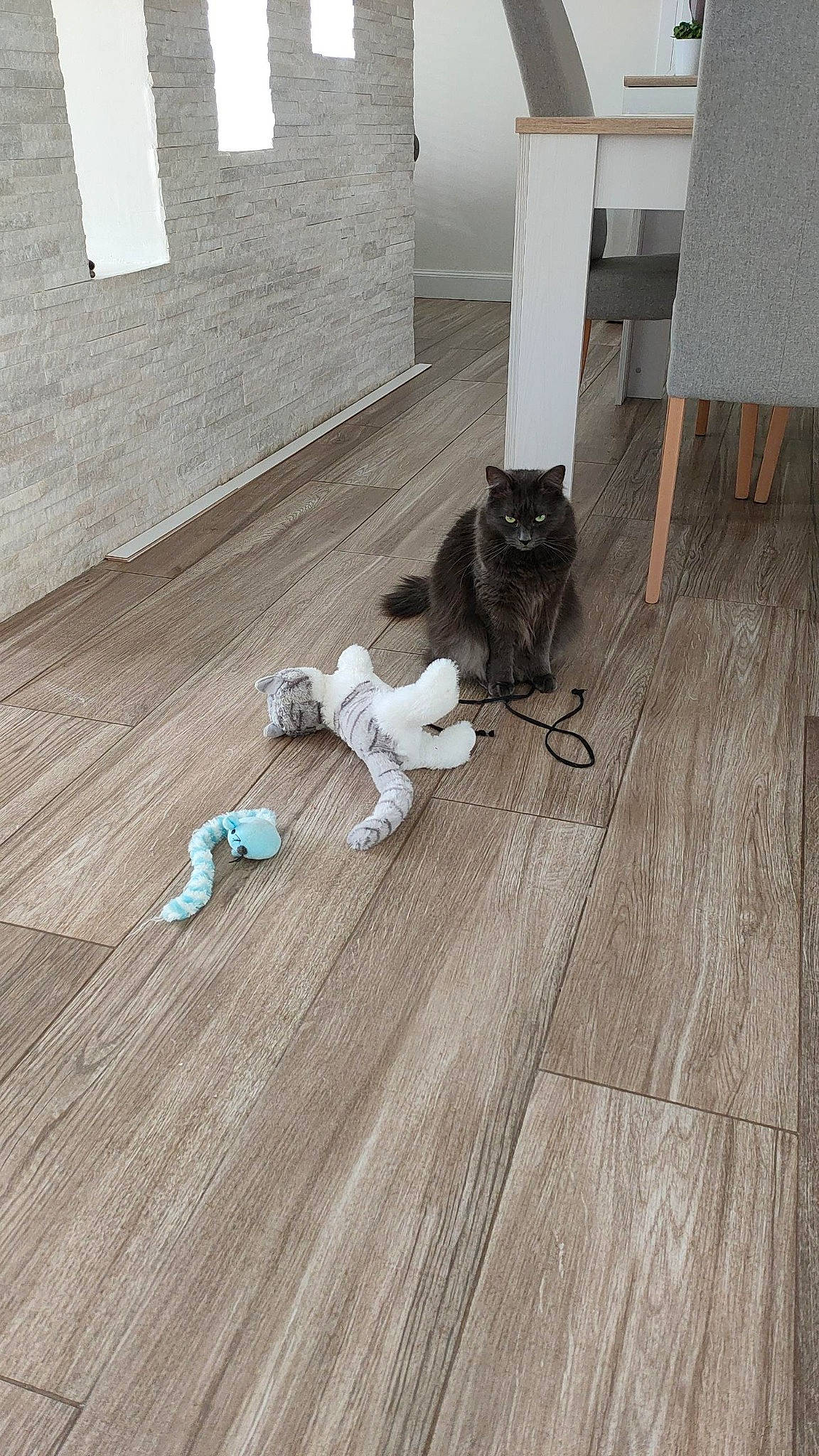 Saya participe au concours pour gagner de l'argent avec cette photo : cat, concrete, felidae, floor, flooring, grey, hardwood, human_leg, laminate_flooring, pattern, plank, plywood, room, tail, varnish, wall, whiskers, wood, wood_flooring, wood_stain