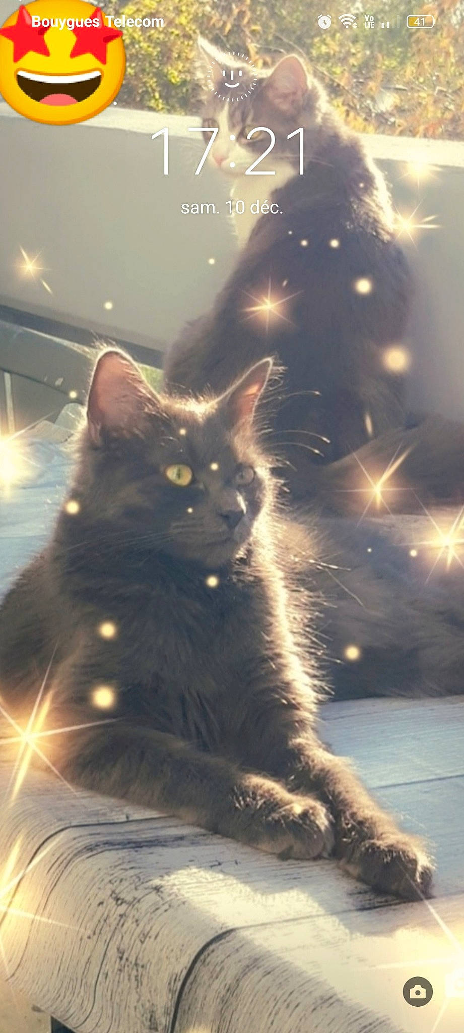 Saya a rejoint le concours — aidez-le/la à gagner de superbes lots ! branch, carnivore, cat, christmas_decoration, christmas_ornament, darkness, electric_blue, event, felidae, fur, holiday, light, midnight, plant, small_to_medium_sized_cats, snout, tail, tree, whiskers, window