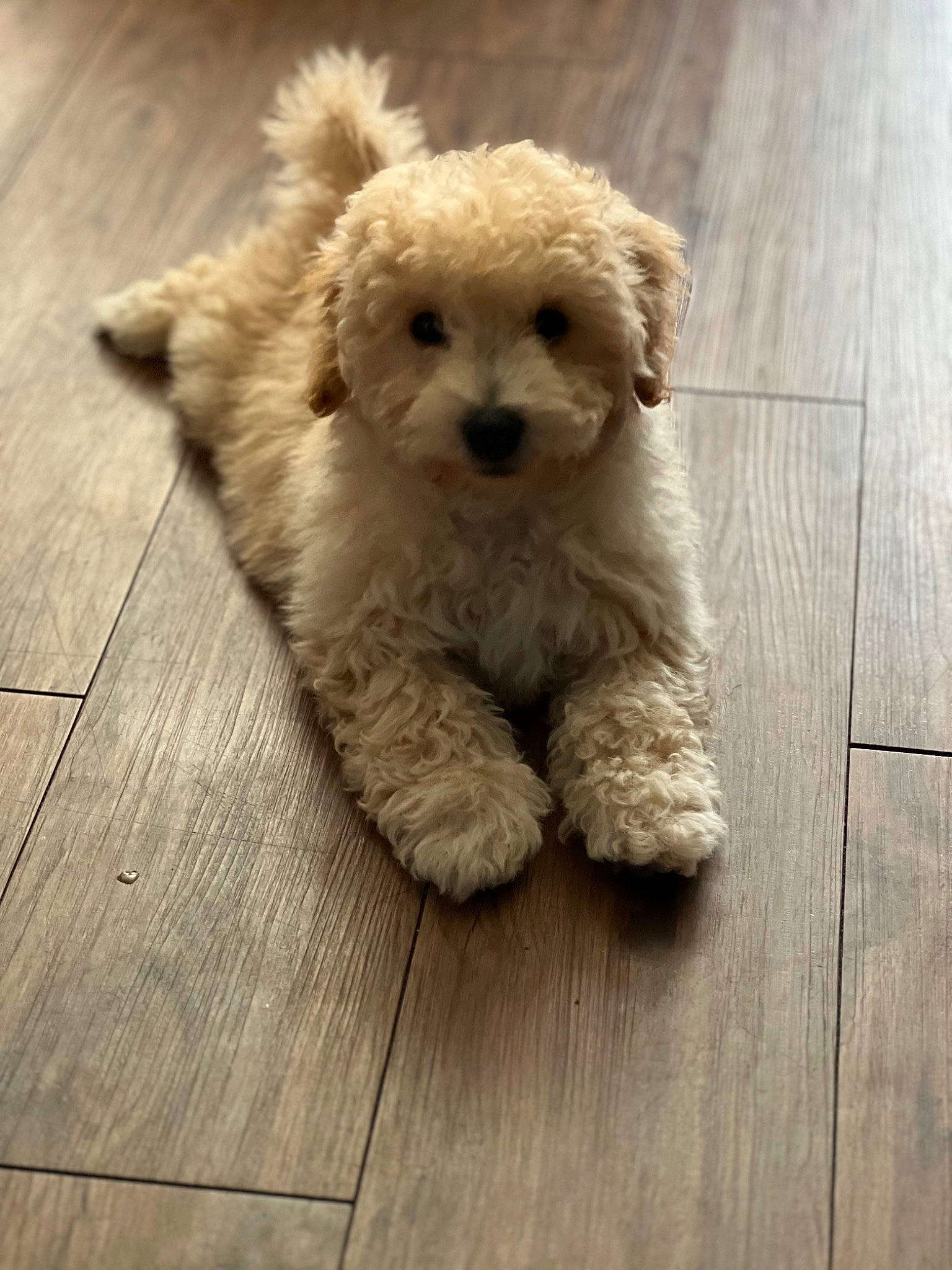 Raider is registered to the contest to win money with this photo: canidae, carnivore, companion_dog, dog, dog_breed, fawn, flooring, fur, hardwood, plank, plush, snout, sporting_group, stuffed_toy, teddy_bear, toy, toy_dog, varnish, wood, wood_stain