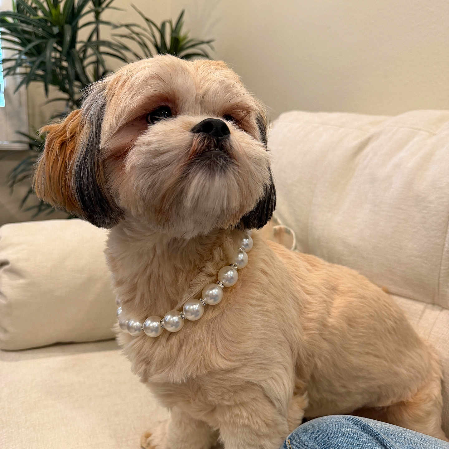 Maple joined the competition — help win amazing prizes! dog, pearl_necklace, beige_couch, indoor, plant, furniture, pet, fluffy, small_dog, cute, portrait, sitting, cozy, domestic, fur, animal, relaxed, living_room, decor, looking_away