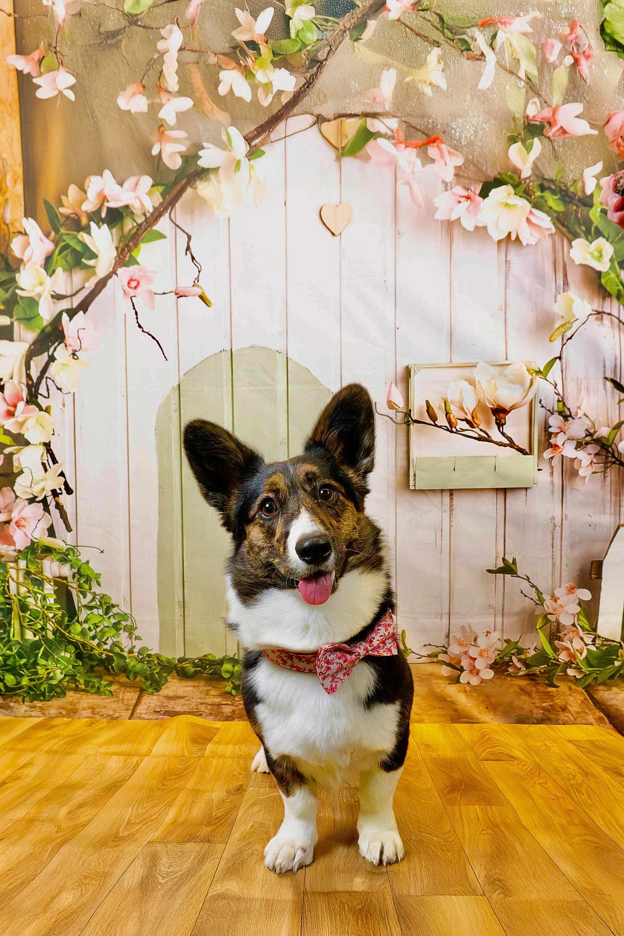 Vanille a rejoint le concours — aidez-le/la à gagner de superbes lots ! dog, corgi, bow_tie, pet, indoor, wooden_floor, flower_backdrop, pink_flowers, white_flowers, cute, animal, portrait, playful, decor, greenery, ears_up, tongue_out, looking_up, adorable, studio_shot