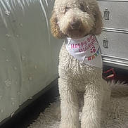 Simba is registered to the contest to win money with this photo: dog, birthday, bandana, curly_fur, indoor, rug, bed, comforter, dresser, furniture, pet, canine, white_fur, brown_ears, sitting, celebration, cozy, home, animal, portrait