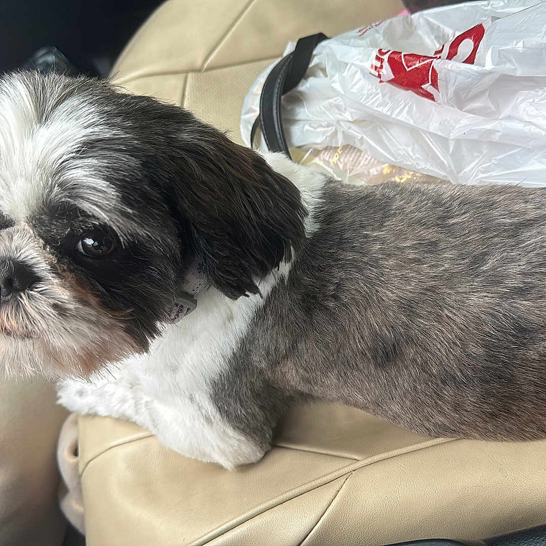 Chongui joined the competition — help win amazing prizes! accessories, affenpinscher, animal, bag, canine, chair, cockerspaniel, couch, cushion, dog, furniture, handbag, headrest, homedecor, papillon, pet, plastic, plasticbag, puppy, terrier