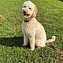 dog, curly_fur, sitting, grass, outdoor, sunlight, pet, collar, happy, tongue_out, backyard, house, fence, daylight, canine, animal, nature, greenery, summer, friendly